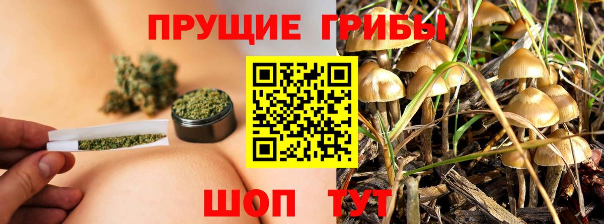 Псилоцибиновые грибы мицелий Долгопрудный
